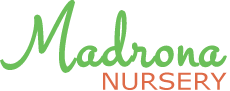 Madrona Nursery offers a wide range of unusual trees, shrubs, perennials, ferns and grasses in Bethersden, Kent